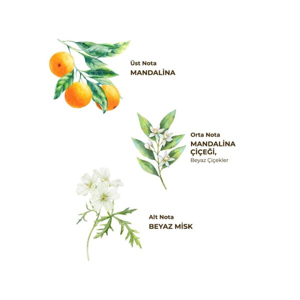 أيوب صبري تونجر زجاجة كولونيا للحيوانات الأليفة بخاخ 150 مل بودروم يوسفي - 2